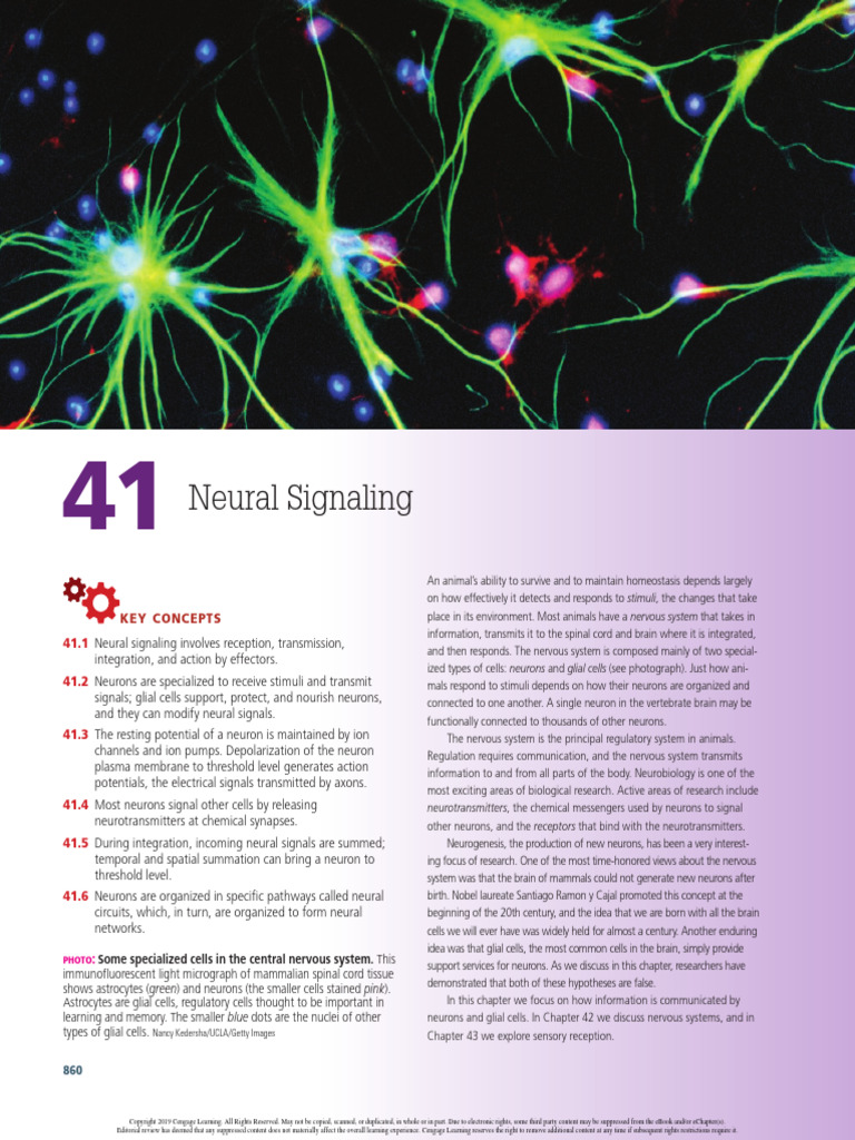 BIOL 203 Book Chapter 41 | PDF | Neuron | Nervous System