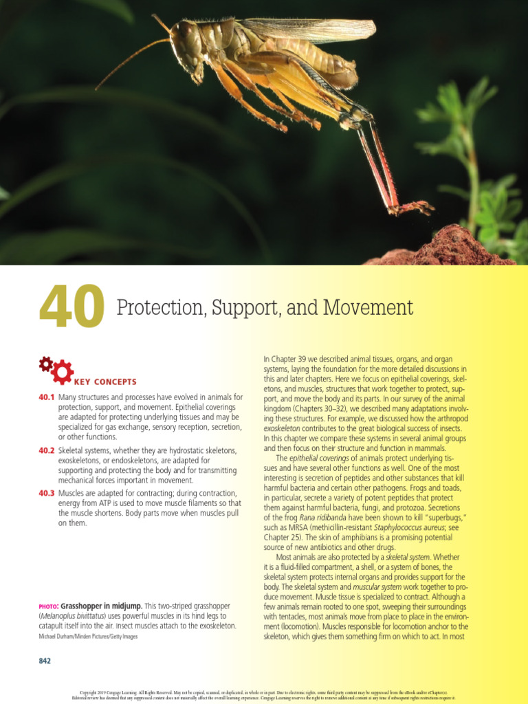 BIOL 203 Book Chapter 40 | PDF | Skin | Skeleton