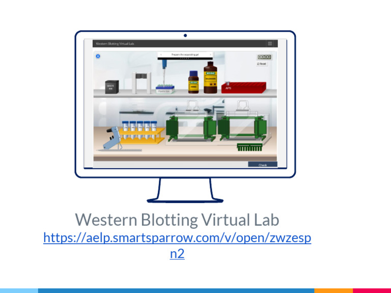 Western Blotting Virtual Lab | PDF
