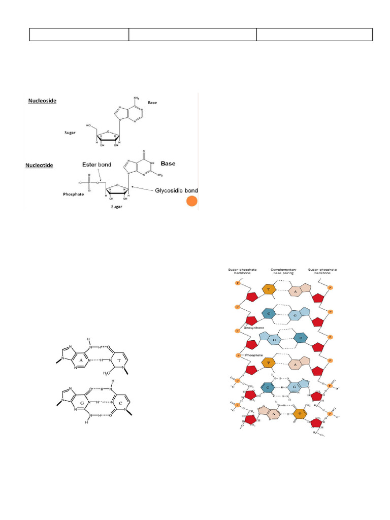Notes 2 DNA Replication | PDF | Dna Replication | Telomere