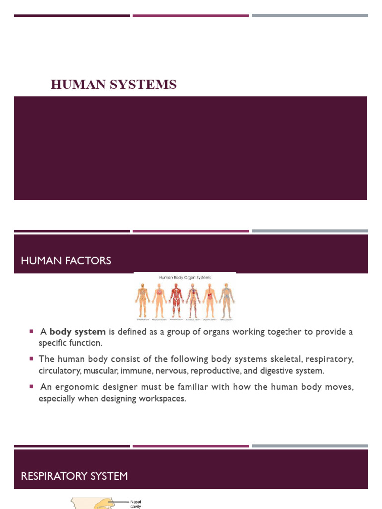 Lecture 9_human Systems | PDF | Respiratory System | Central Nervous System