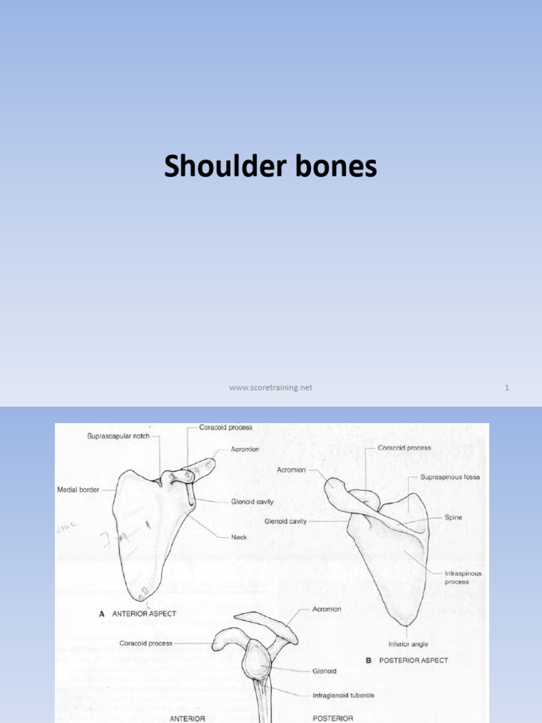 9.Shoulder | PDF | Musculoskeletal System | Limbs (Anatomy)