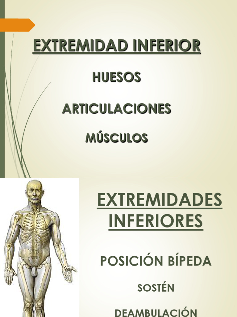 Anatomia funcional miembro inferior | PDF | Rodilla | Pelvis