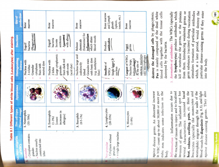 Adobe Scan 04-Dec-2025 | PDF | White Blood Cell | Immune System