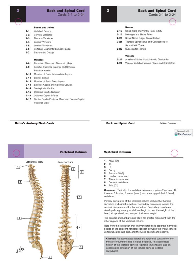 Back & Spinal Cord Netter's Flash Cards | PDF | Vertebra | Spinal Cord