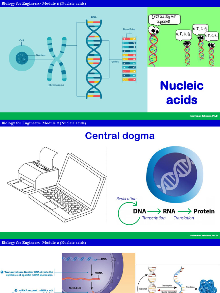 Module 2 Nucleic Acids | PDF | Nucleic Acids | Dna