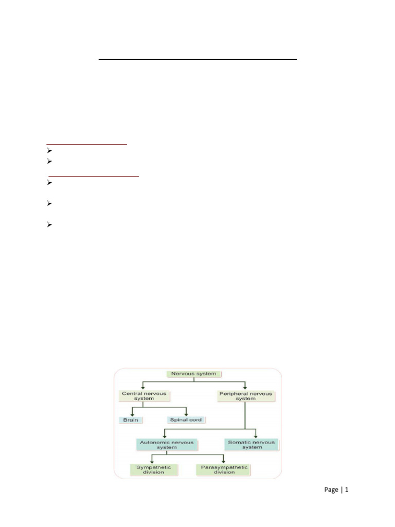 Nervous System 1 | PDF | Neuron | Axon