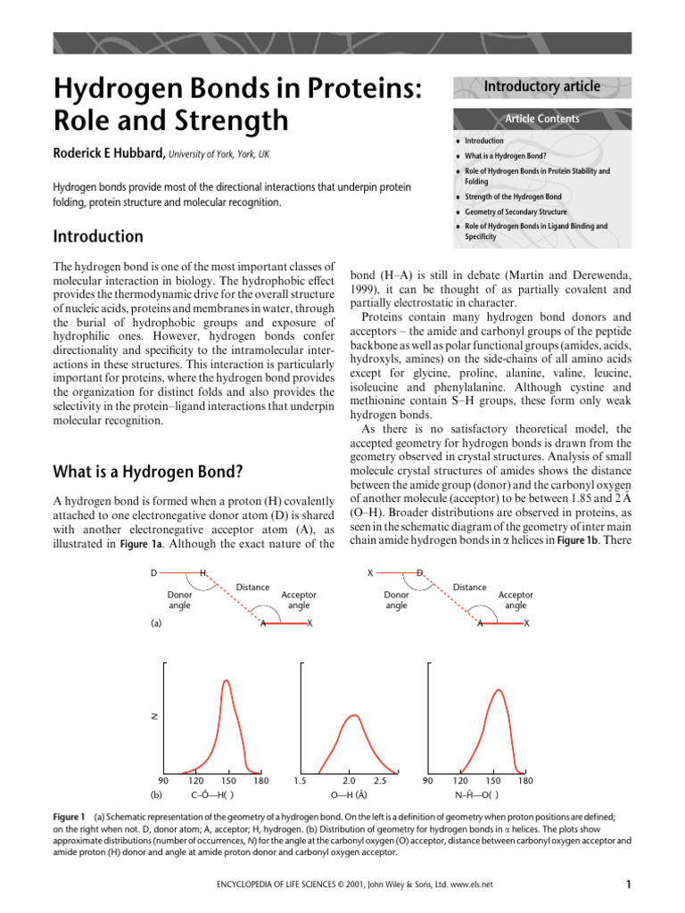 Hydrogen Bonds in Proteins | PDF | Hydrogen Bond | Alpha Helix