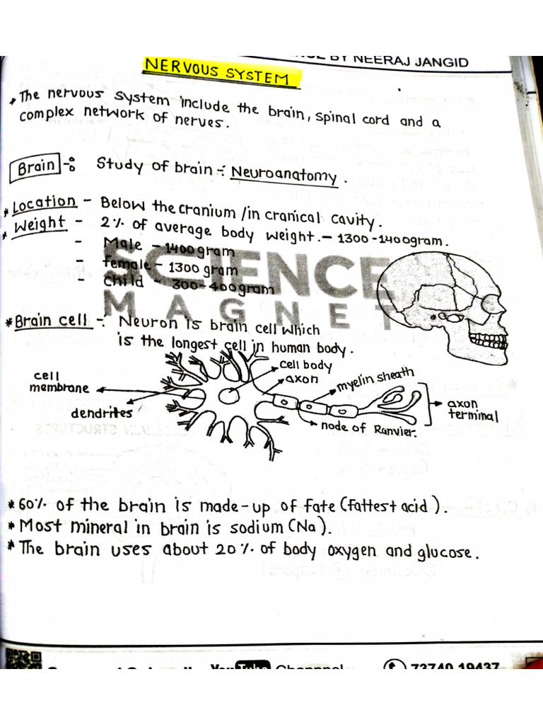 Nervous System 1 | PDF