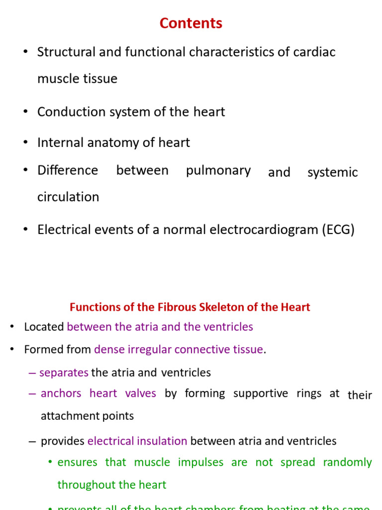 Cardiovascular System | PDF | Heart Valve | Atrium (Heart)