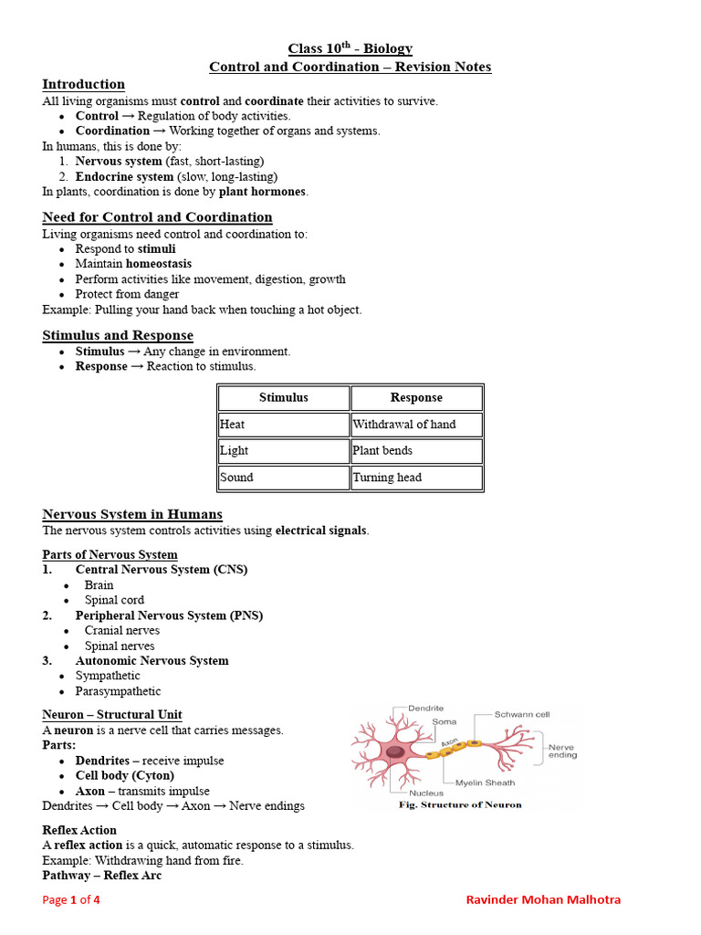 Control and Coordination Revision | PDF | Nervous System | Stimulus ...