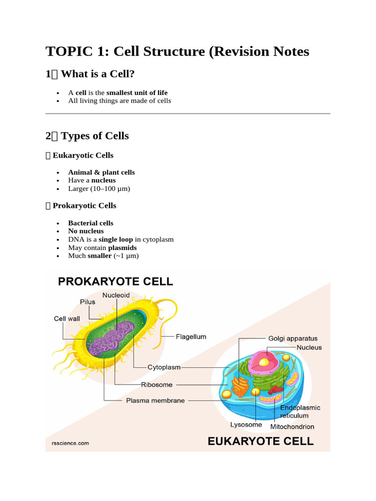 Cell Structure and Division Revision Notes | PDF | Cell (Biology) | Mitosis