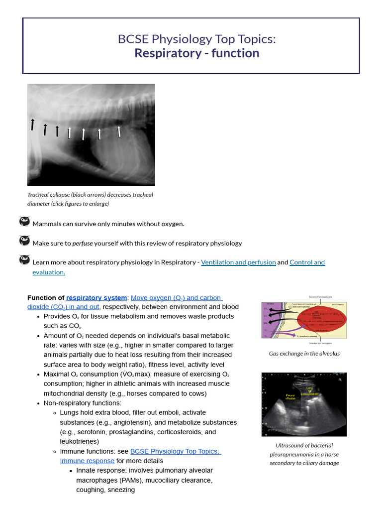 BCSE Physiology Top Topics_Respiratory - function _ Zuku Review | PDF ...