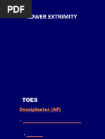 X-Ray Positioning for Toes and Sesamoids | PDF