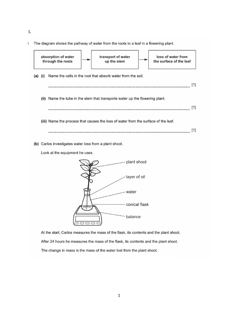 Revision Test Year 9 Science Questions Only | PDF