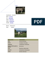 Taxonomia de Las Vacas