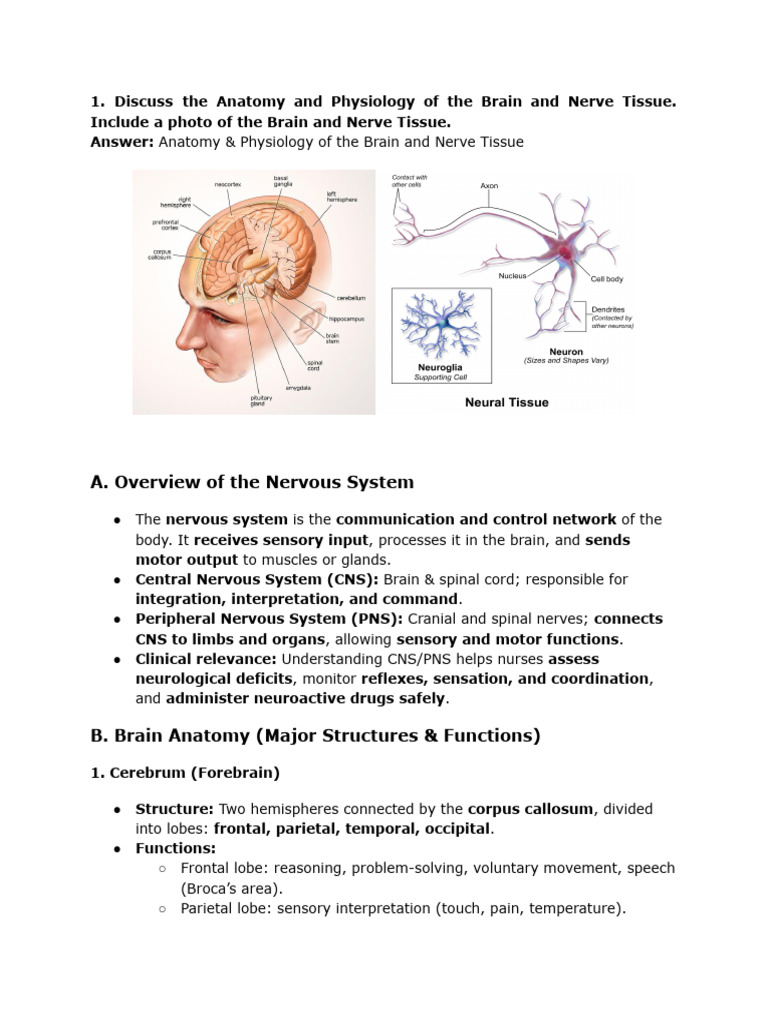 Untitled Document | PDF | Central Nervous System | Neuron