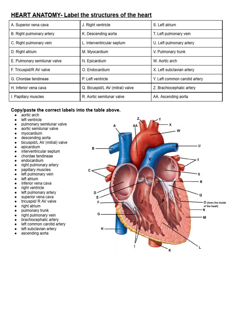 HANDOUT-Heart Diagram Label | PDF