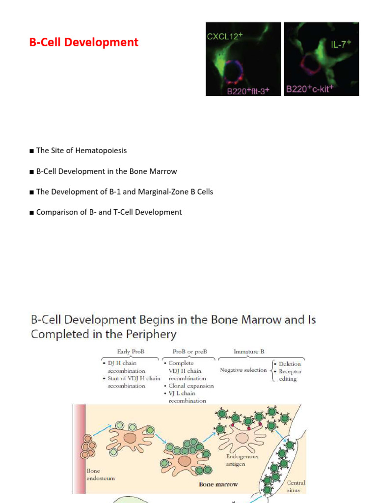 B Cell Development | PDF