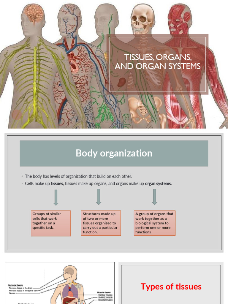 Tissues, Organs, and Organ Systems | PDF | Muscle | Epithelium