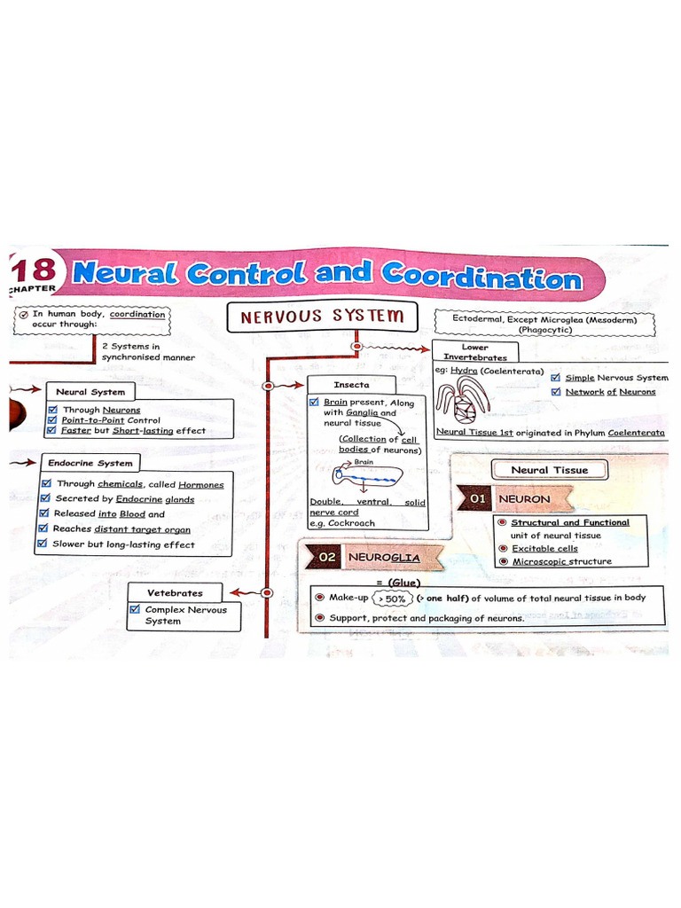 Neural Control and Coordination | PDF