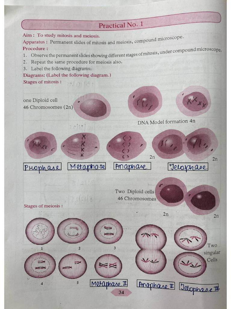 Science 2 Practicals | PDF