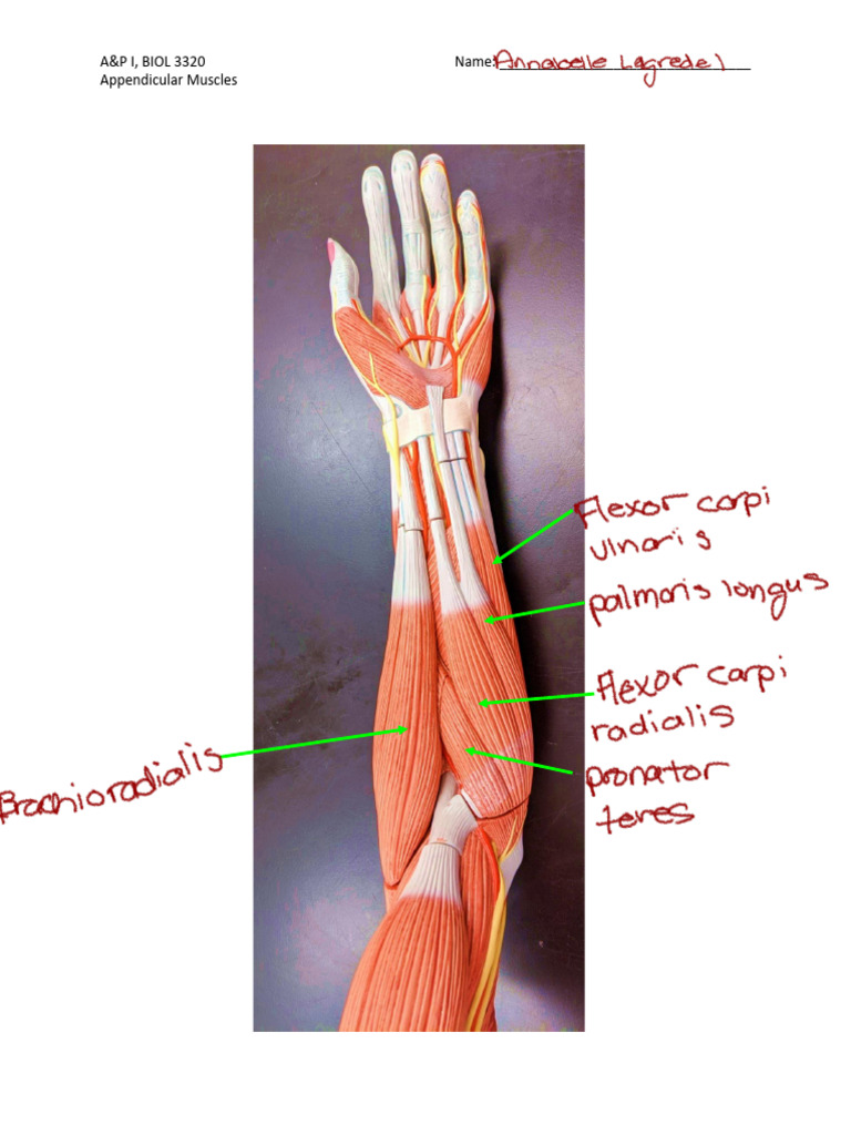 Name: - A&P I, BIOL 3320 Appendicular Muscles | PDF