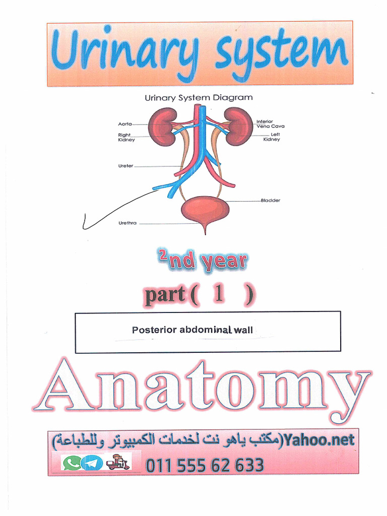 Urinary System Post Wall - Part 1 | PDF