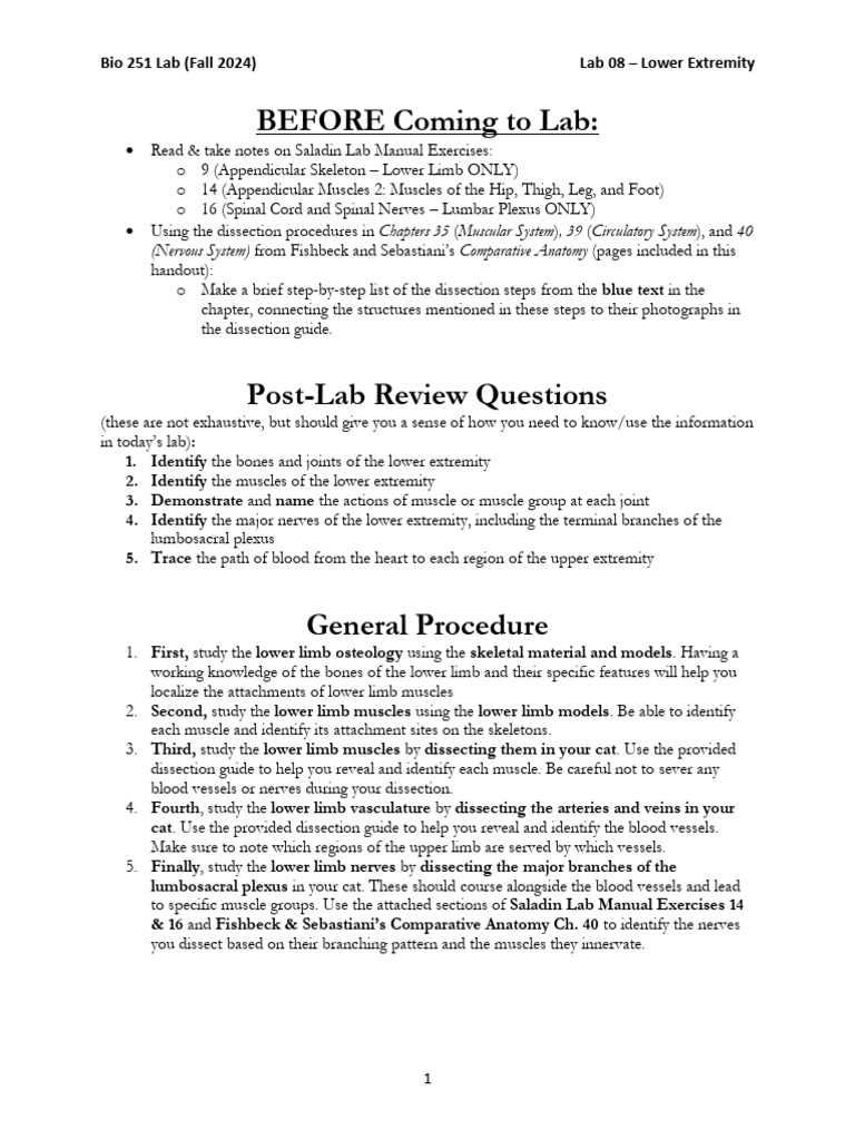 Lab Lower Extremity | PDF | Human Leg | Musculoskeletal System