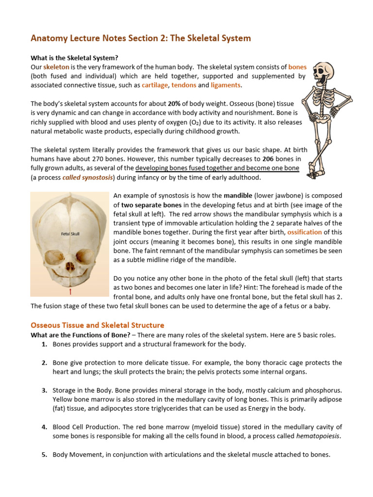 Anatomy Lecture Notes Section 2 The Skeletal System Lect Notes | PDF ...