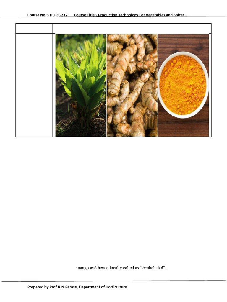 Turmeric Cultivation | PDF | Turmeric | Sowing
