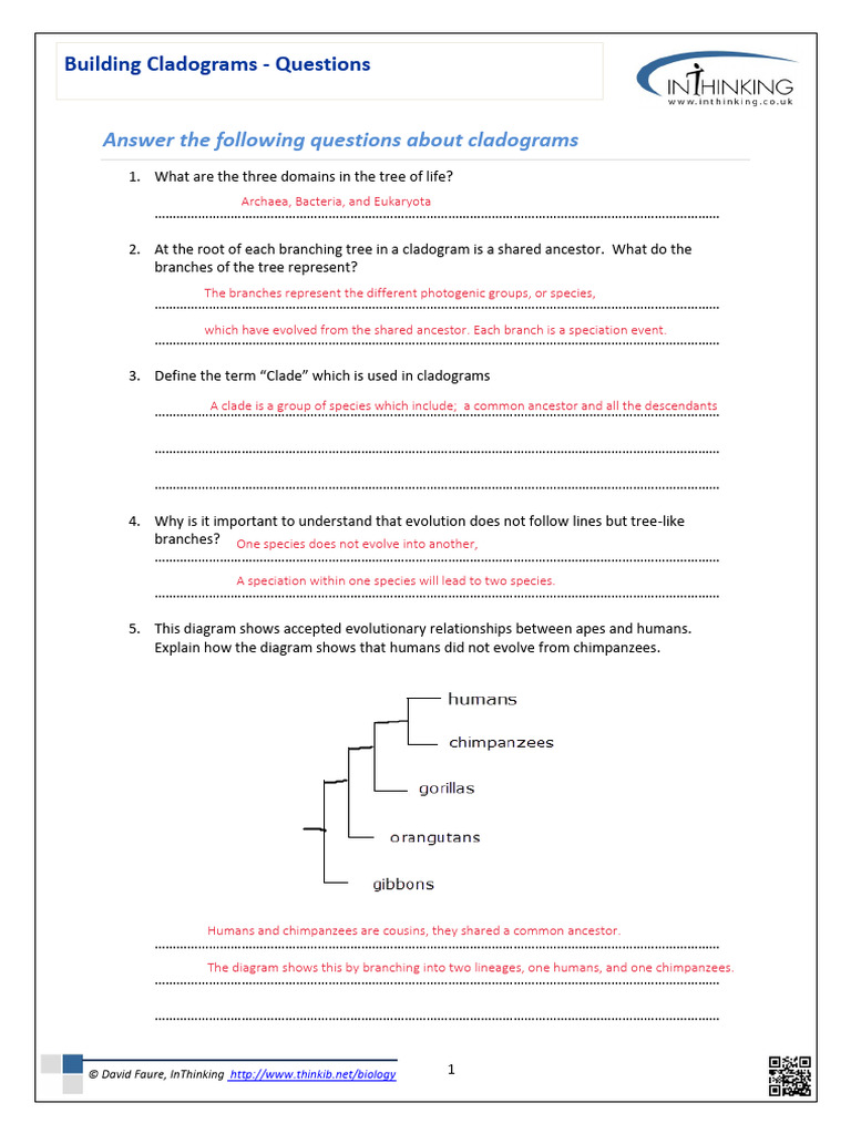 Cladogram Questions2 Model Answers | PDF | Evolution | Clade