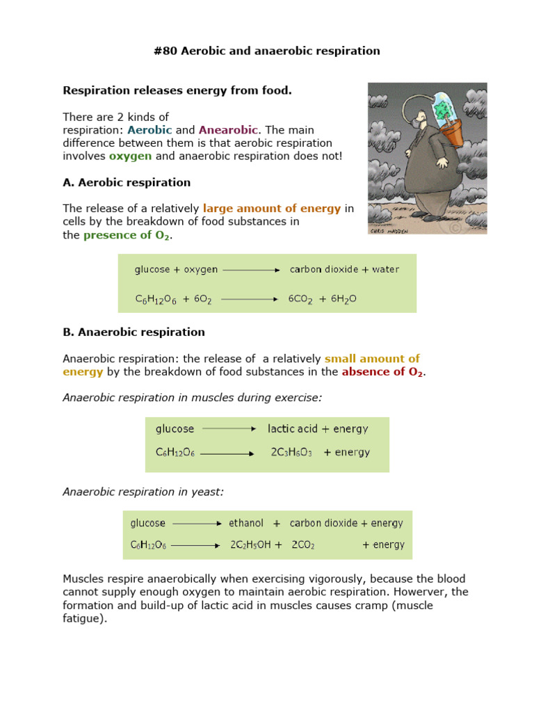 08 Respiration Biology Notes IGCSE 2014 | PDF | Breathing | Lung
