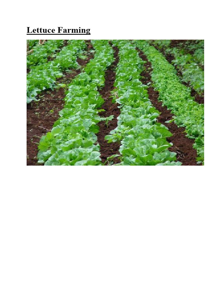 Lettuce Farming | PDF | Sowing | Lettuce