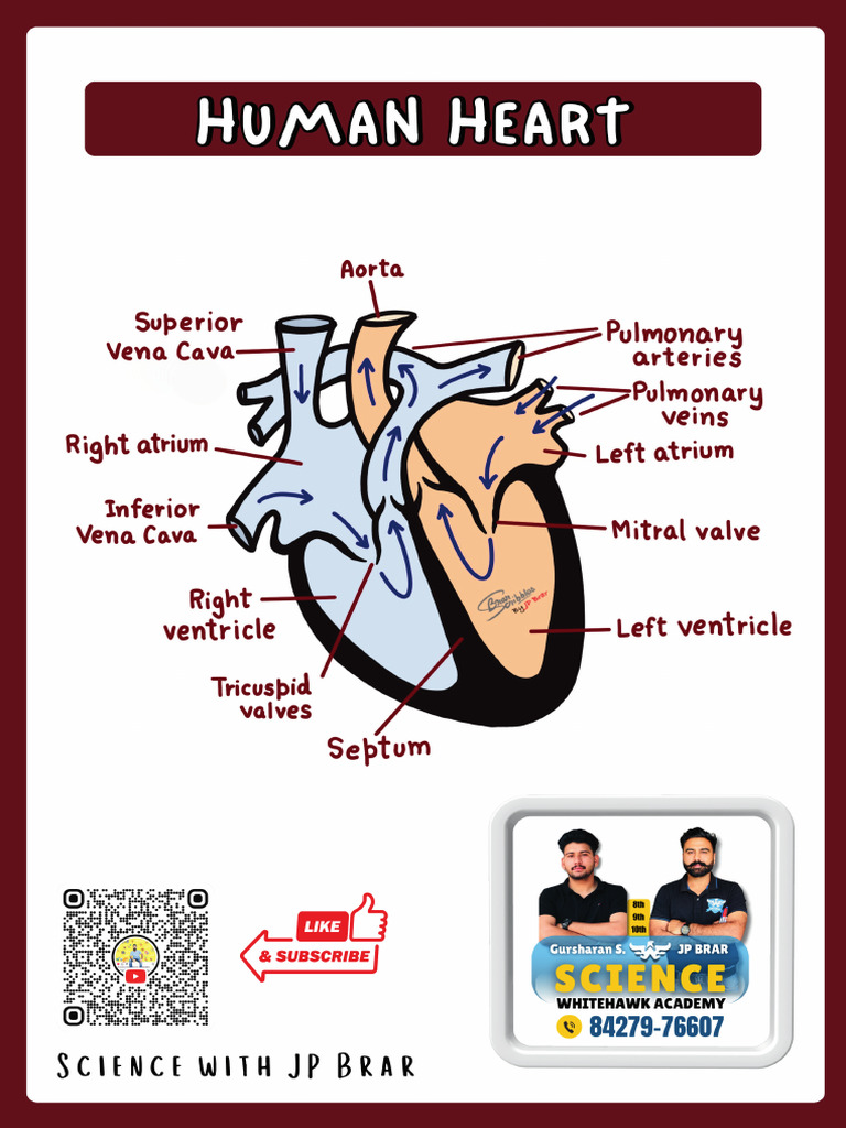Human Heart Diagram | PDF