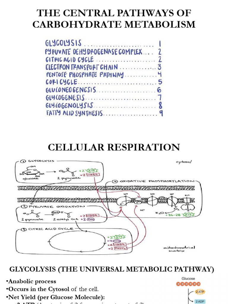 Glucose Metabolism Intergration of Metabolism Notes | PDF | Glycolysis ...