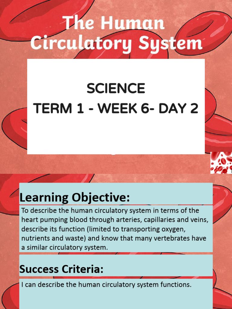 Science+Day+2 +Term+1+ +Week+6.Pptx | PDF | Heart | Circulatory System