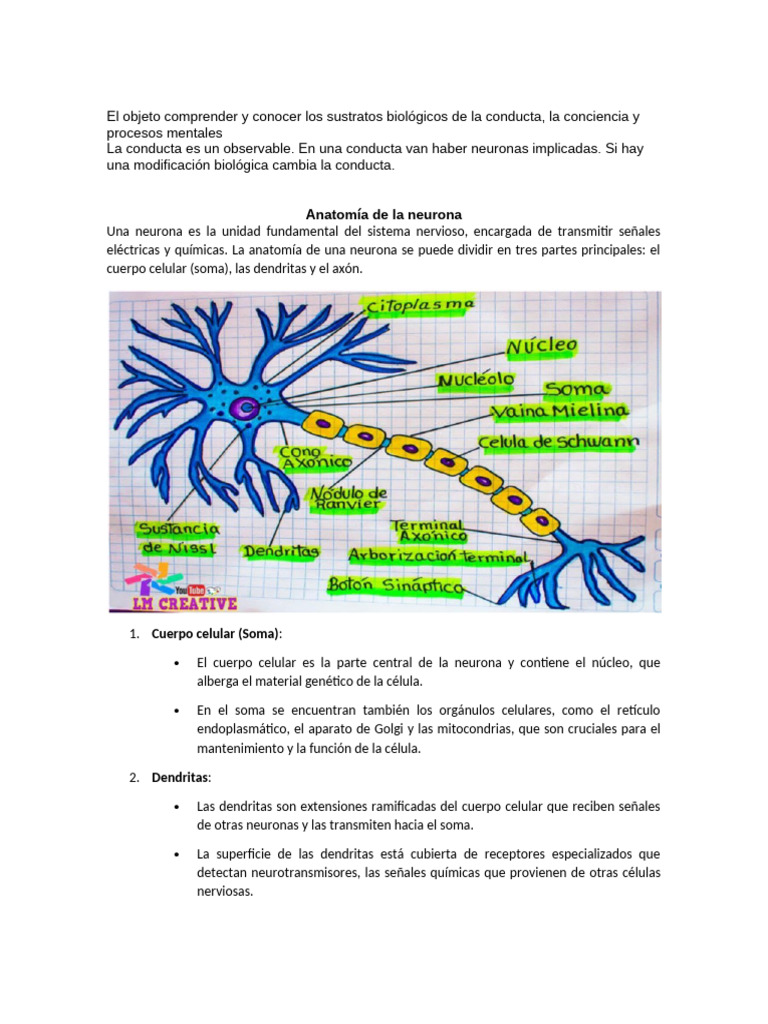 Neuro primer parcialkekskskskskskskwkkssin | PDF | Sinapsis | Neurona