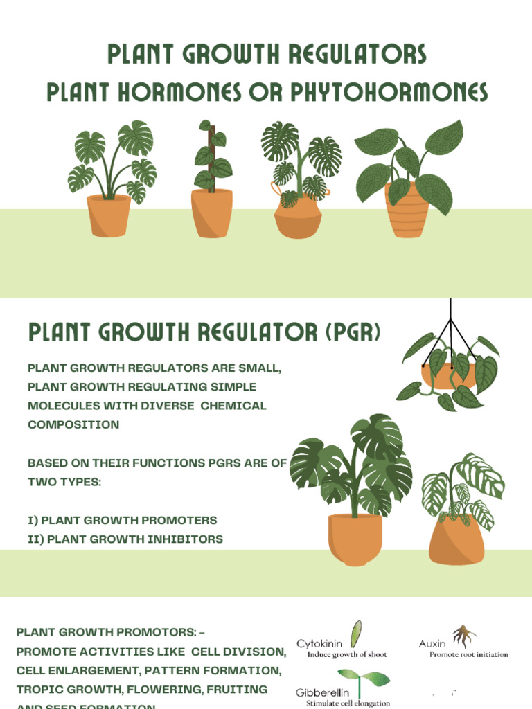 Plant Growth and Development Seminar PPT - Iba | PDF | Plant Hormone ...