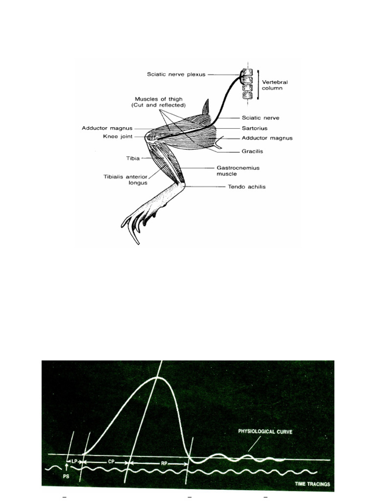 Amphibian Charts | PDF
