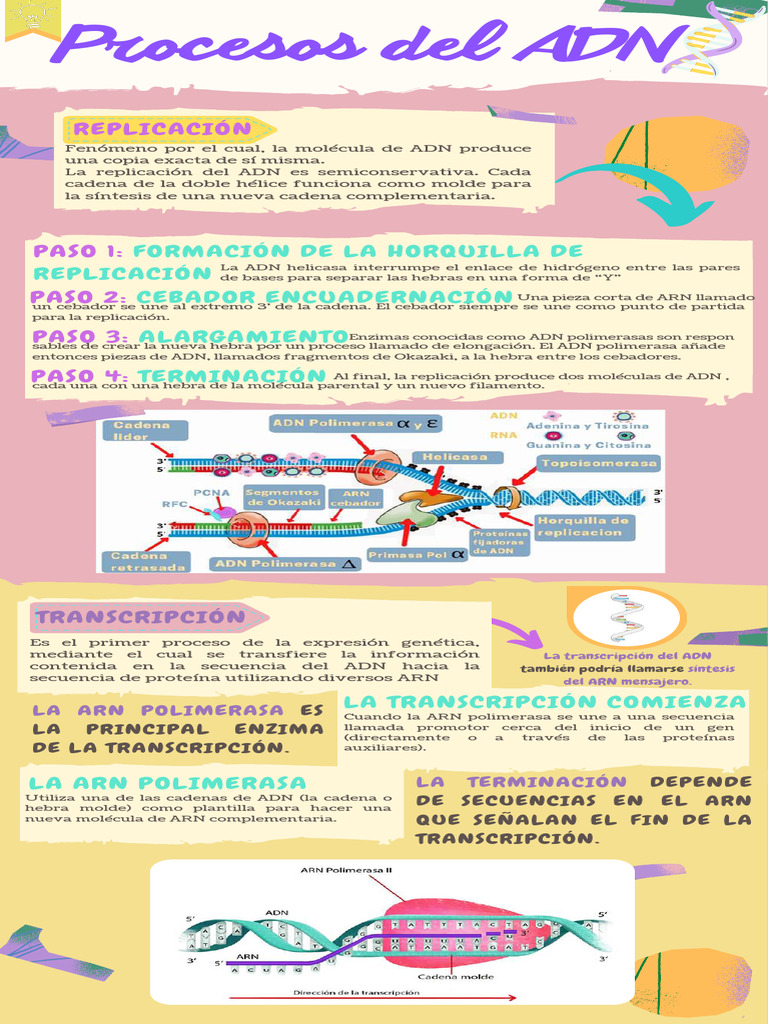 Infografia de Replicacion | PDF | Replicación De Adn | Codigo genetico