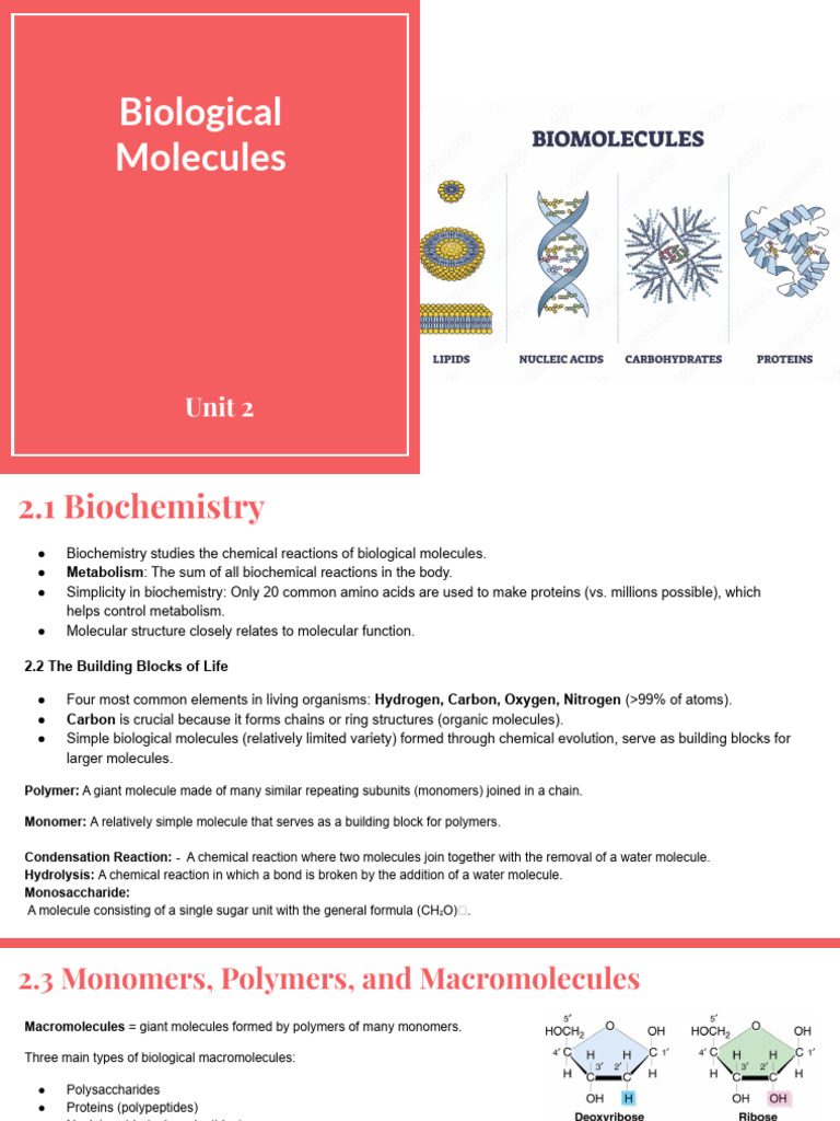 Biological Molecules - Unit 2 | PDF | Fatty Acid | Beta Sheet