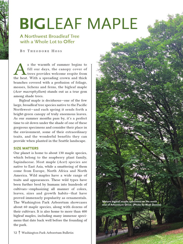 Bigleaf Maple | PDF | Maple | Trees