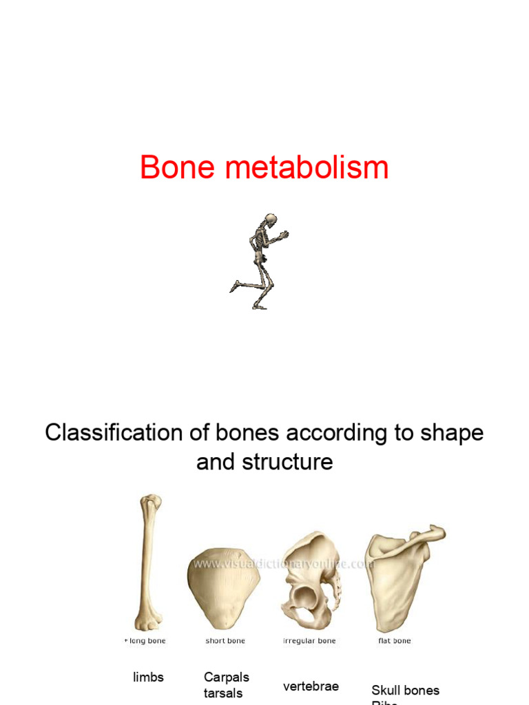 4_6028130494225323739 | PDF | Bone | Osteoblast
