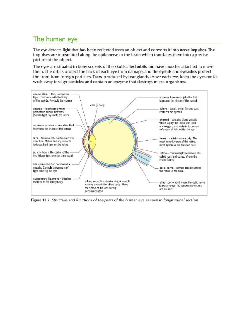 The Human Eye | PDF