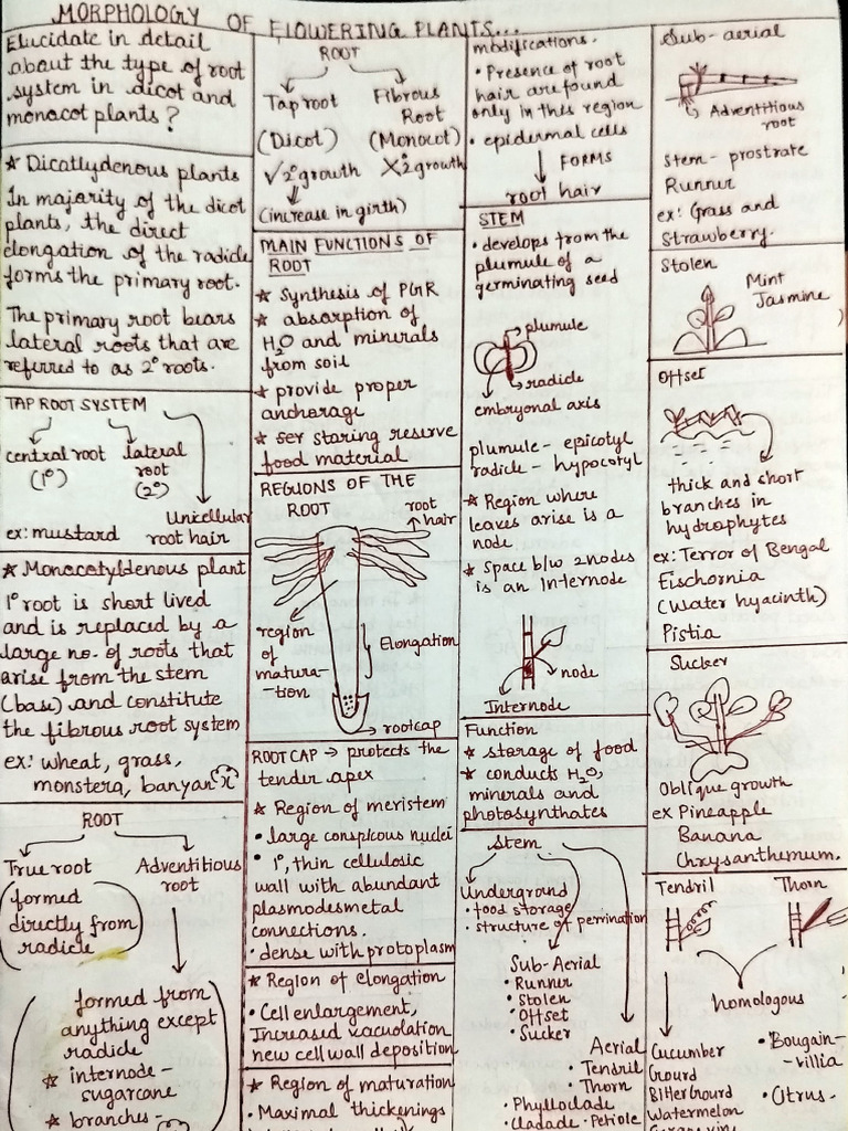 Morphology mind map 1 | PDF | Root | Morphology (Biology)