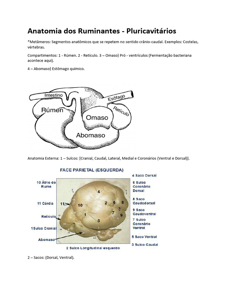 Anatomia Dos Ruminantes | PDF | Anatomia | Ruminante