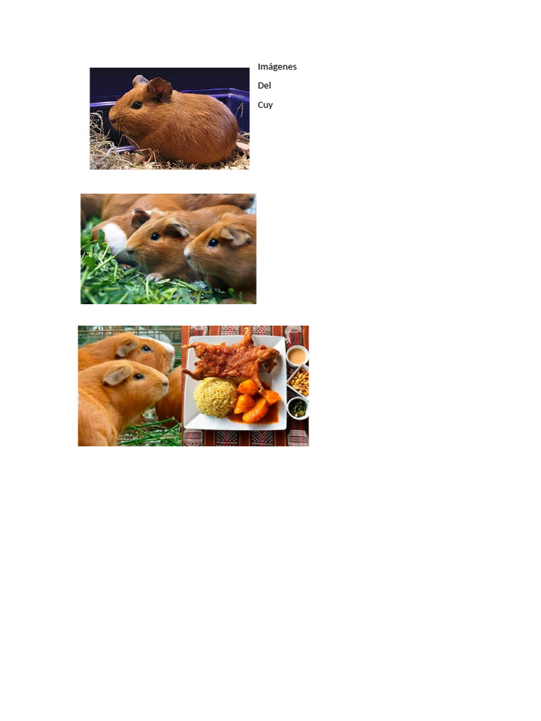 Cuy | PDF