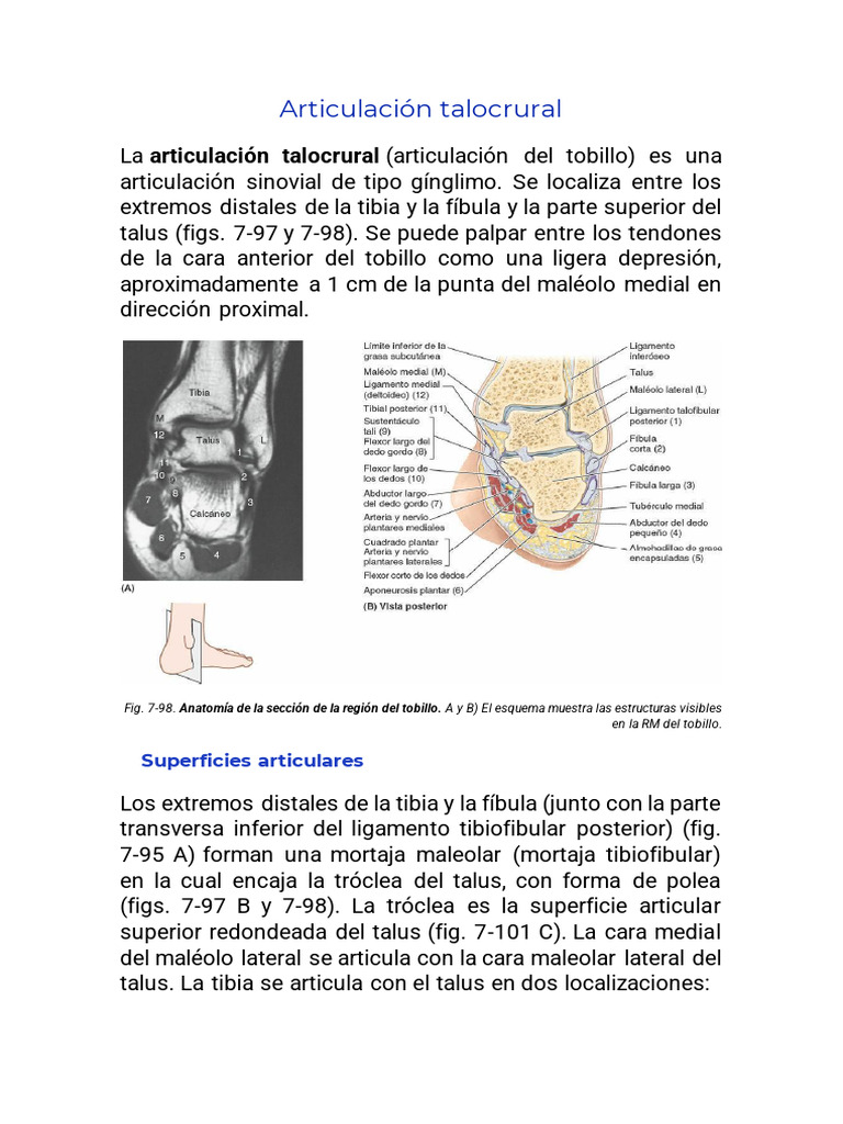Articulación Talocrural y Del Pie | PDF | Tobillo | Pie