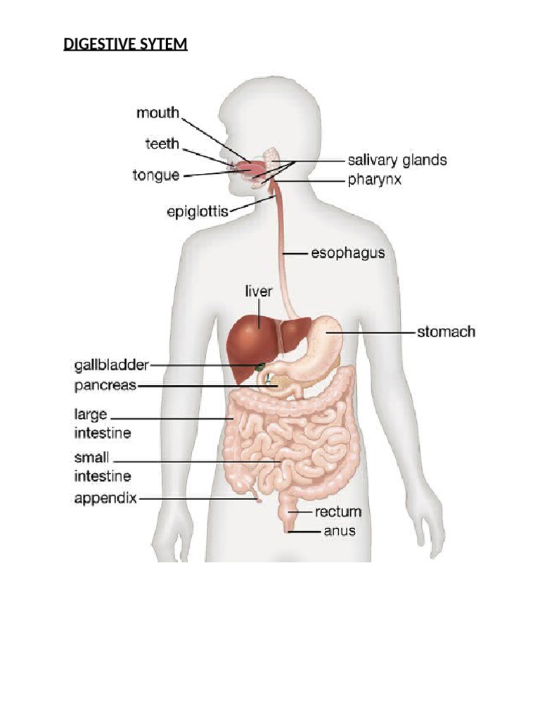 Digestive Sytem | PDF